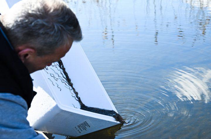 Gemeinsame Pressemitteilung "20 Jahre Aal-Besatzprojekt in Brandenburg – Erfolgreicher Artenschutz mit Vorbildcharakter"