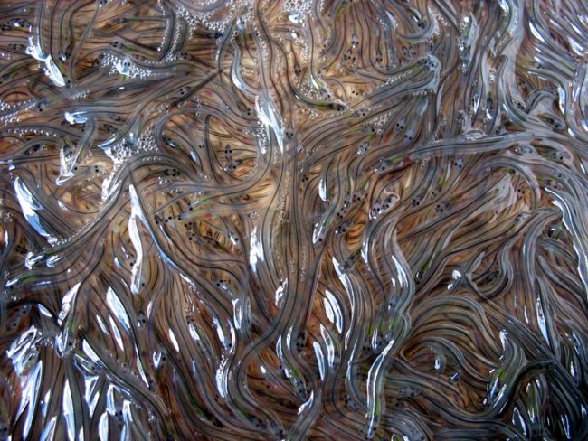 Studie de des Instituts für Binnenfischerei Potsdam-Sacrow e.V.: Quantifizierung der Sterblichkeit von Aalen in deutschen Binnengewässern am Beispiel der Havel