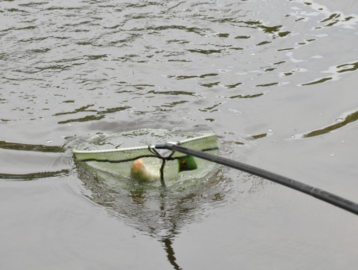 Landeshegefischen 2015