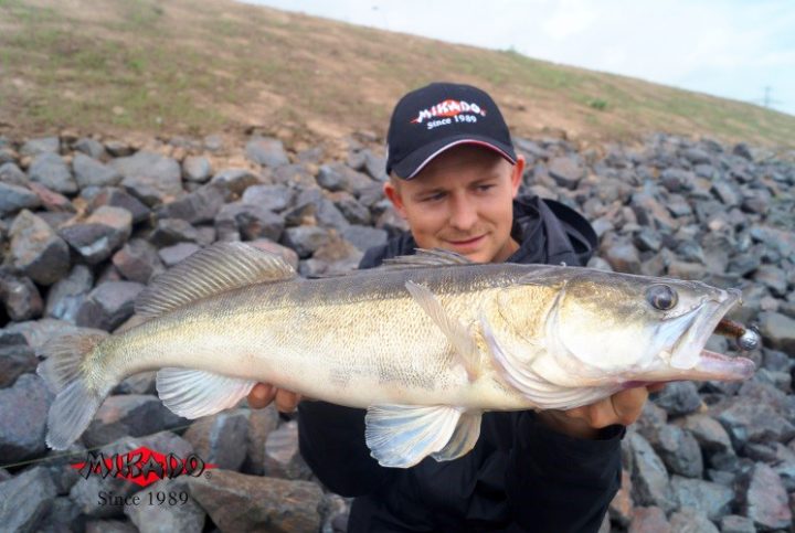 Modernes Zanderangeln mit dem Gummifisch