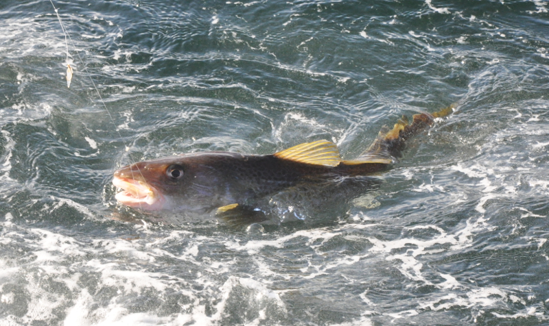 Petition: Kein Verbot der Freizeitfischerei in der AWZ