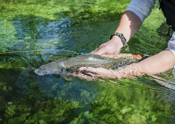 Tag der Fische