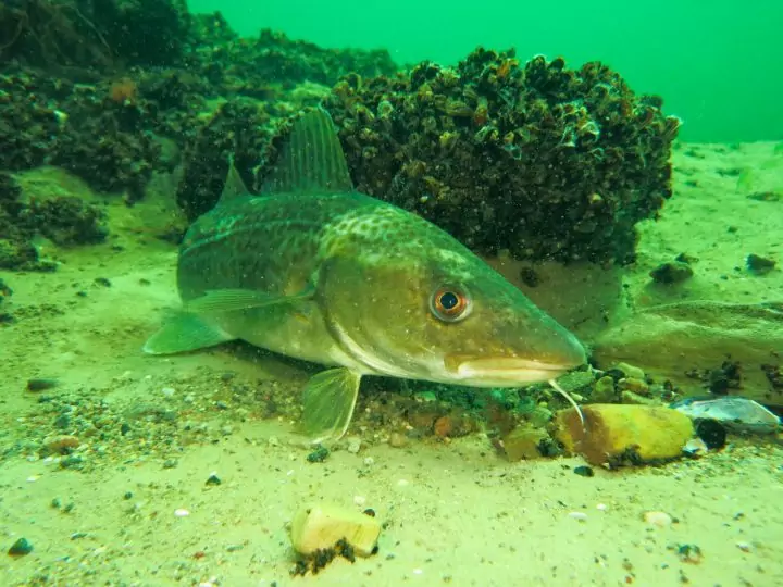 "Fisch des Jahres"