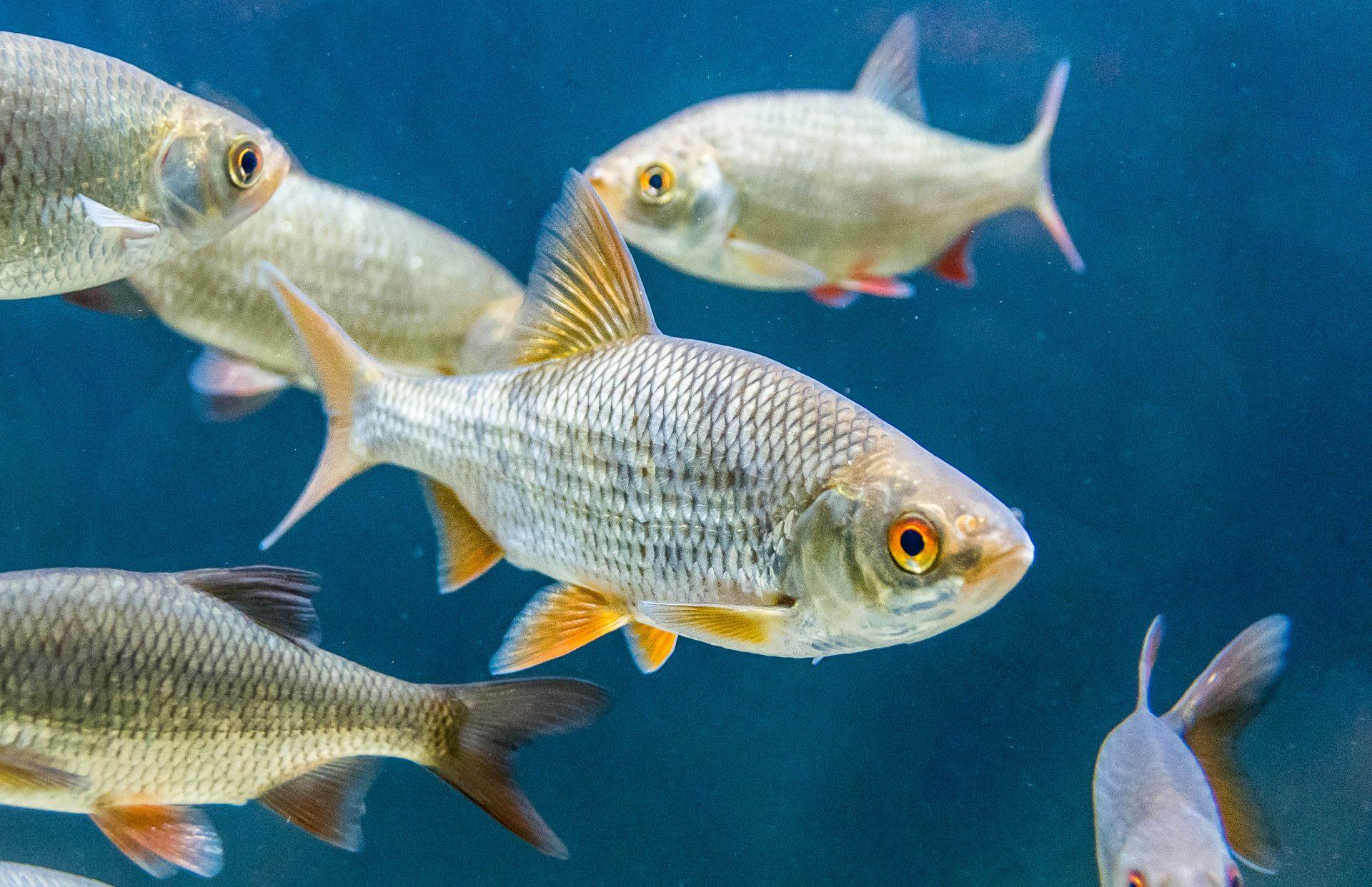 Neue Ausgabe "Der Märkische Angler"