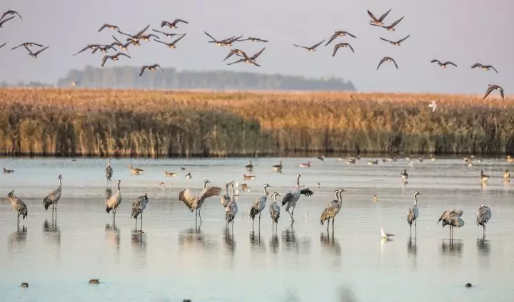 Pressemitteilung "Vogelgrippe bei Kranichen und anderen Wildvögeln in Brandenburg"