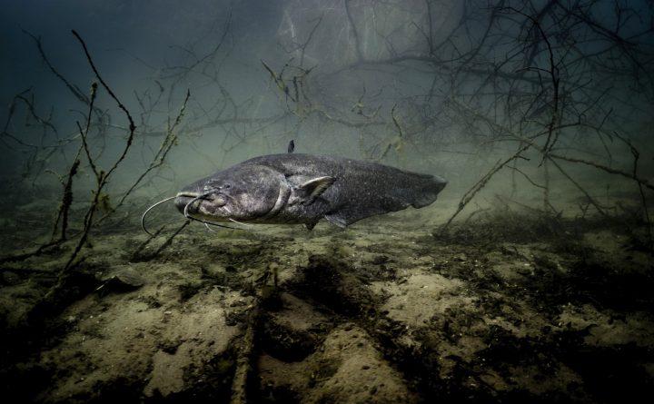 "Fisch des Jahres" 2026