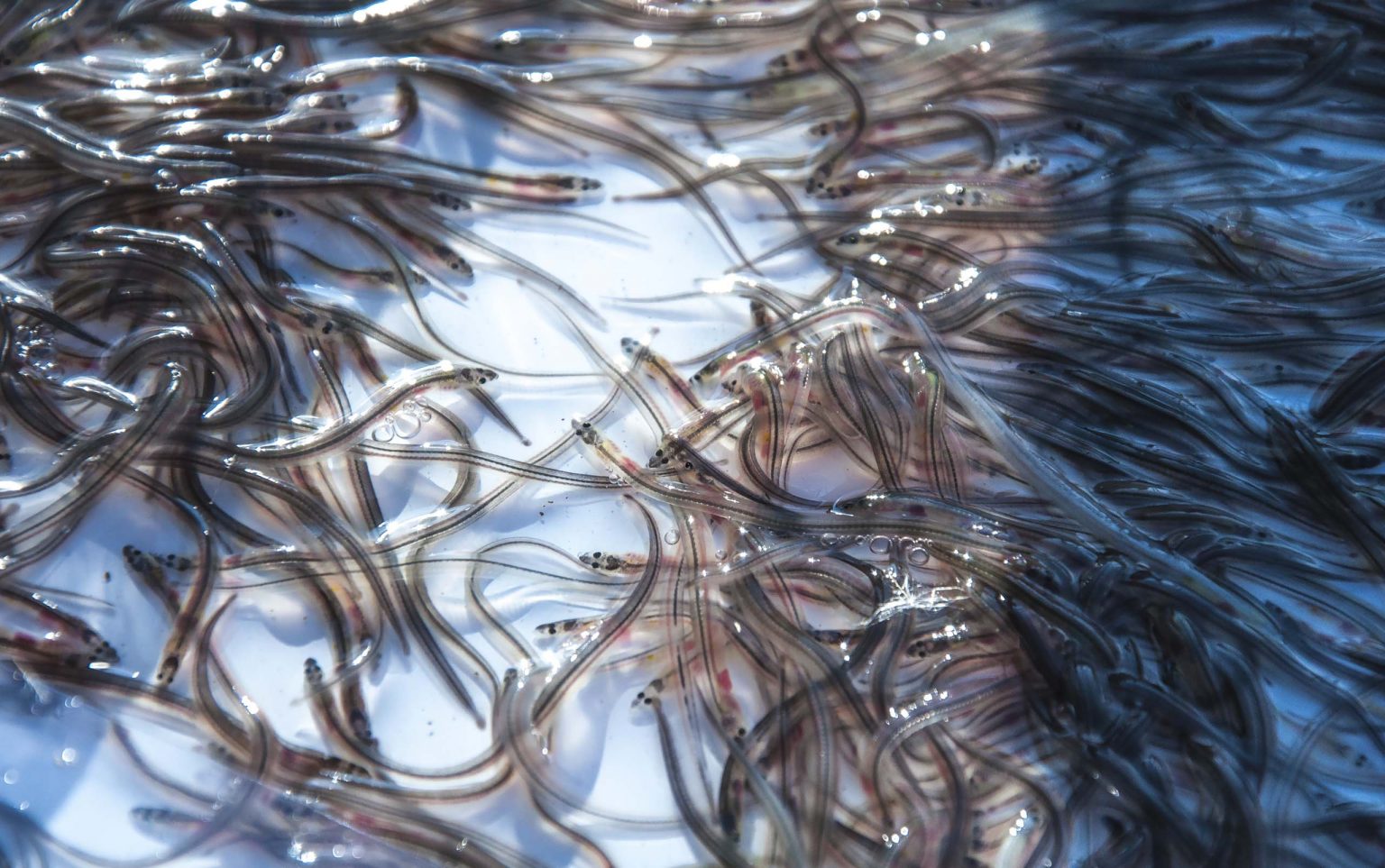 Für den Erhalt ihres Bestandes Die Aale sind im Wasser