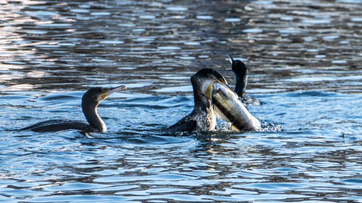 Pressemitteilung: "Ein vernünftiges Kormoranmanagement ist alternativlos"