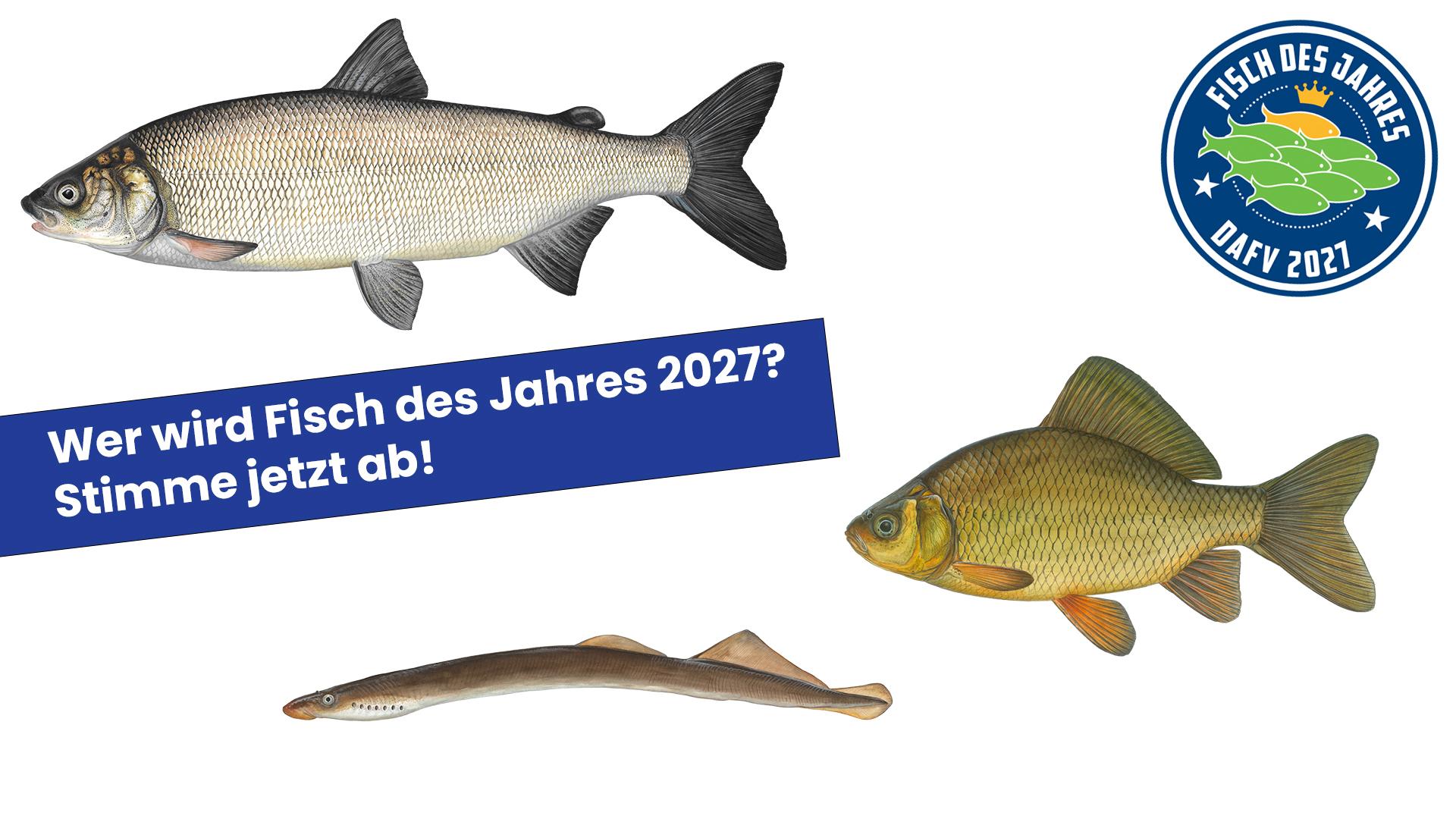 "Fisch des Jahres 2027" - Jetzt Abstimmen!