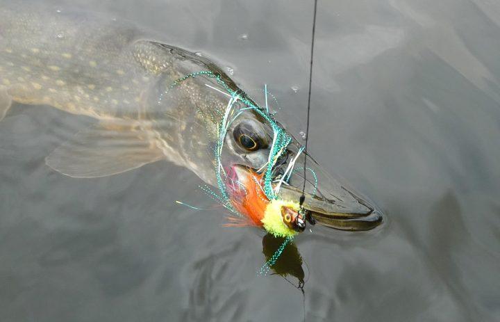 Selbst geangelt, kostengünstig und Bio pur – aber Angeln ist noch mehr