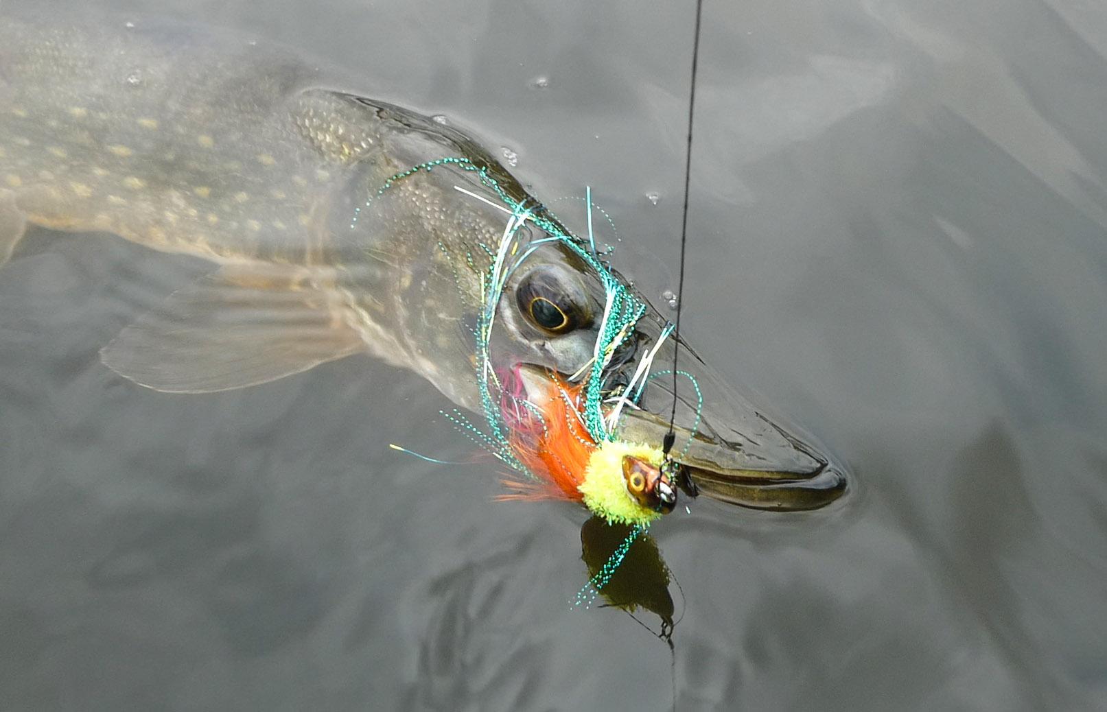 Selbst geangelt, kostengünstig und Bio pur – aber Angeln ist noch mehr