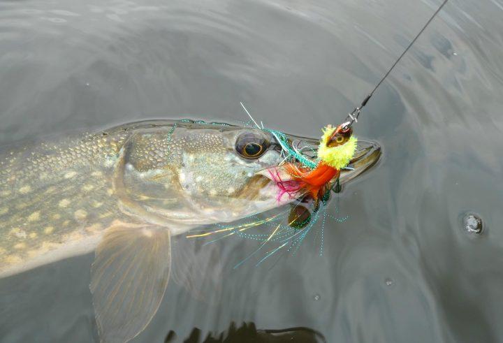 Selbst geangelt, kostengünstig und Bio pur – aber Angeln ist noch mehr