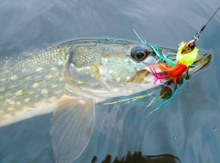 Neue Ausgabe "Der Märkische Angler"