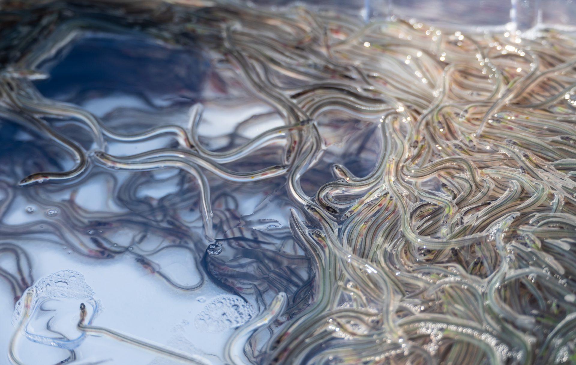 Über zwei Millionen Aale für Brandenburger Gewässer