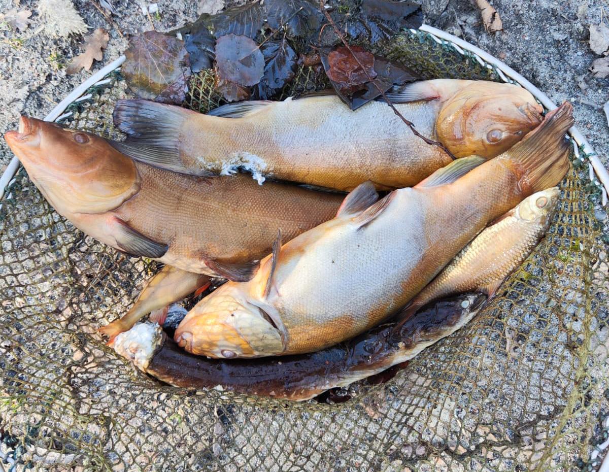 Fischsterben nach hartem Winter normal - aber bitte melden!